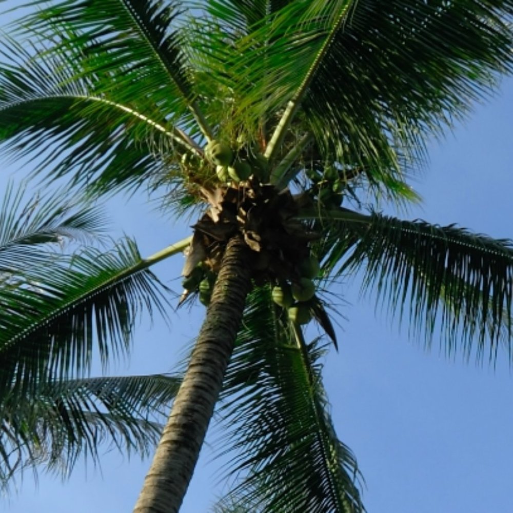 Meet your Posher, Lisa 🌴